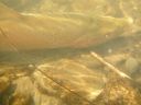 Filename=attachID_1073_postID_8778_DSCF2654.JPG
Filesize=166KiB
Dimensions=800x600
Date added=Dec 02, 2016 attachID_1073_postID_8778_DSCF2654.JPG