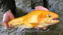 Filename=attachID_1078_postID_8817_palomino_trout_macro.jpg
Filesize=85KiB
Dimensions=800x450
Date added=Dec 02, 2016 attachID_1078_postID_8817_palomino_trout_macro.jpg