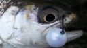Filename=attachID_1270_postID_10342_0012a.jpg
Filesize=87KiB
Dimensions=736x404
Date added=Dec 02, 2016 attachID_1270_postID_10342_0012a.jpg