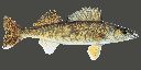 Filename=attachID_1305_postID_10416_001Walleye.gif
Filesize=190KiB
Dimensions=1024x512
Date added=Dec 02, 2016 attachID_1305_postID_10416_001Walleye.gif