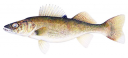 Filename=attachID_1310_postID_10419_001walleye21.png
Filesize=130KiB
Dimensions=500x230
Date added=Dec 02, 2016 attachID_1310_postID_10419_001walleye21.png