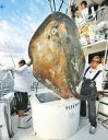 Filename=attachID_1615_postID_12840_0000FISH01.jpg
Filesize=117KiB
Dimensions=550x709
Date added=Dec 02, 2016 attachID_1615_postID_12840_0000FISH01.jpg