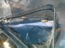 Filename=attachID_1634_postID_13020_DSCF2754.JPG
Filesize=320KiB
Dimensions=800x600
Date added=Dec 02, 2016 attachID_1634_postID_13020_DSCF2754.JPG