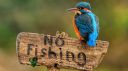 Filename=attachID_2243_postID_17131_nofishing.jpg
Filesize=240KiB
Dimensions=1366x768
Date added=Dec 02, 2016 attachID_2243_postID_17131_nofishing.jpg