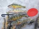 Filename=attachID_2441_postID_18554_perch2.jpg
Filesize=192KiB
Dimensions=1012x759
Date added=Dec 02, 2016 attachID_2441_postID_18554_perch2.jpg