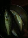 Filename=attachID_317_postID_2592_image.jpg
Filesize=114KiB
Dimensions=640x856
Date added=Dec 02, 2016 attachID_317_postID_2592_image.jpg