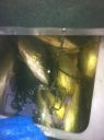Filename=attachID_439_postID_3652_image.jpg
Filesize=119KiB
Dimensions=640x856
Date added=Dec 02, 2016 attachID_439_postID_3652_image.jpg