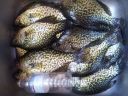 Filename=attachID_528_postID_4503_Crappie001.jpg
Filesize=488KiB
Dimensions=1200x900
Date added=Dec 02, 2016 attachID_528_postID_4503_Crappie001.jpg