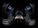 Filename=attachID_548_postID_4696_Backgrounds_Windows_7_-_Black_Panther_Big_cat.jpg
Filesize=279KiB
Dimensions=1600x1200
Date added=Dec 02, 2016 attachID_548_postID_4696_Backgrounds_Windows_7_-_Black_Panther_Big_cat.jpg