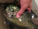 Filename=attachID_672_postID_5747_rcrappie.jpg
Filesize=127KiB
Dimensions=1200x900
Date added=Dec 02, 2016 attachID_672_postID_5747_rcrappie.jpg