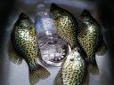 Filename=attachID_673_postID_5743_Crappie120.jpg
Filesize=501KiB
Dimensions=1200x900
Date added=Dec 02, 2016 attachID_673_postID_5743_Crappie120.jpg