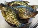 Filename=attachID_674_postID_5747_rcrappie2.jpg
Filesize=295KiB
Dimensions=1200x900
Date added=Dec 02, 2016 attachID_674_postID_5747_rcrappie2.jpg