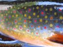 Filename=attachID_10079_postID_93997_brook-trout-closeup1.jpg
Filesize=123KiB
Dimensions=640x480
Date added=Dec 02, 2016 attachID_10079_postID_93997_brook-trout-closeup1.jpg