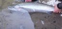 Filename=attachID_10132_postID_94447_3.JPG
Filesize=120KiB
Dimensions=731x346
Date added=Dec 02, 2016 attachID_10132_postID_94447_3.JPG
