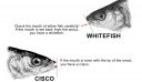 Filename=attachID_10632_postID_98381_whitefish_herring.jpg
Filesize=65KiB
Dimensions=1200x702
Date added=Dec 02, 2016 attachID_10632_postID_98381_whitefish_herring.jpg