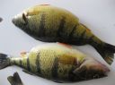 Filename=attachID_10646_postID_98489_seabass_fishfinder5.jpg
Filesize=138KiB
Dimensions=1058x793
Date added=Dec 02, 2016 attachID_10646_postID_98489_seabass_fishfinder5.jpg