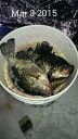 Filename=attachID_11724_postID_109412_crap2.jpg
Filesize=169KiB
Dimensions=625x1107
Date added=Dec 02, 2016 attachID_11724_postID_109412_crap2.jpg