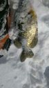 Filename=attachID_11864_postID_110755_mmexport1425930930316.jpg
Filesize=98KiB
Dimensions=678x1200
Date added=Dec 02, 2016 attachID_11864_postID_110755_mmexport1425930930316.jpg