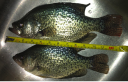 attachID_12450_postID_116084_to2Bto2B.png