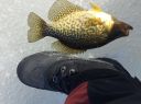 attachID_12560_postID_116739_IMG_20150403_101503.JPG