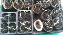 attachID_12564_postID_116784_IMAG1896.jpg