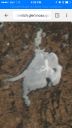 attachID_12723_postID_118022_image.jpg