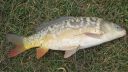 attachID_13759_postID_128149_cooks_bay_carp.jpg