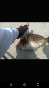 attachID_14367_postID_135335_2015-04-1920_27_05.png