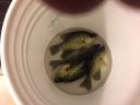 attachID_14669_postID_138621_IMG_0609.JPG