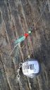 attachID_15141_postID_143527_crab3.jpg