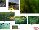 attachID_15503_postID_149353_BassFishing.png