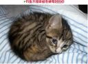 Filename=attachID_17931_postID_170086__00w.jpg
Filesize=73KiB
Dimensions=493x361
Date added=Dec 02, 2016 attachID_17931_postID_170086__00w.jpg