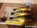 Filename=attachID_17970_postID_170204_image.jpg
Filesize=95KiB
Dimensions=1000x750
Date added=Dec 02, 2016 attachID_17970_postID_170204_image.jpg