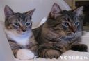 attachID_18052_postID_170994_2_cats.jpg