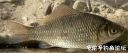 Filename=attachID_18118_postID_171486_crusian_carp.jpg
Filesize=73KiB
Dimensions=1000x417
Date added=Dec 02, 2016 attachID_18118_postID_171486_crusian_carp.jpg