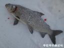 Filename=attachID_18787_postID_176586_15.jpg
Filesize=61KiB
Dimensions=1000x750
Date added=Dec 02, 2016 attachID_18787_postID_176586_15.jpg