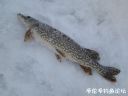 Filename=attachID_18792_postID_176586_20.jpg
Filesize=57KiB
Dimensions=1000x750
Date added=Dec 02, 2016 attachID_18792_postID_176586_20.jpg