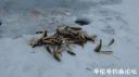Filename=attachID_18860_postID_177250_538459003130076061.jpg
Filesize=51KiB
Dimensions=1000x562
Date added=Dec 02, 2016 attachID_18860_postID_177250_538459003130076061.jpg
