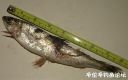 Filename=attachID_19220_postID_179763_laker_smelt.jpg
Filesize=70KiB
Dimensions=1000x629
Date added=Dec 02, 2016 attachID_19220_postID_179763_laker_smelt.jpg