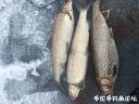 Filename=attachID_19453_postID_181443_image.jpeg
Filesize=150KiB
Dimensions=1000x750
Date added=Dec 02, 2016 attachID_19453_postID_181443_image.jpeg