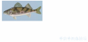 Filename=attachID_19518_postID_181863_surger.png
Filesize=178KiB
Dimensions=1000x484
Date added=Dec 02, 2016 attachID_19518_postID_181863_surger.png