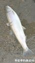 Filename=attachID_19542_postID_182019_CNR2016-02-28.jpg
Filesize=84KiB
Dimensions=562x1000
Date added=Dec 02, 2016 attachID_19542_postID_182019_CNR2016-02-28.jpg