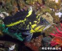 Filename=attachID_19561_postID_182206_china_rockfish.jpg
Filesize=147KiB
Dimensions=1000x822
Date added=Dec 02, 2016 attachID_19561_postID_182206_china_rockfish.jpg