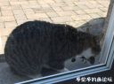 Filename=attachID_19602_postID_182471_cat_mouse.jpg
Filesize=95KiB
Dimensions=979x734
Date added=Dec 02, 2016 attachID_19602_postID_182471_cat_mouse.jpg