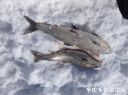 Filename=attachID_19657_postID_182749_image.jpg
Filesize=89KiB
Dimensions=1000x746
Date added=Dec 02, 2016 attachID_19657_postID_182749_image.jpg