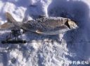 Filename=attachID_19676_postID_182896__00q.jpg
Filesize=115KiB
Dimensions=1000x748
Date added=Dec 02, 2016 attachID_19676_postID_182896__00q.jpg