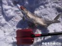 Filename=attachID_19677_postID_182896__00r.jpg
Filesize=98KiB
Dimensions=1000x748
Date added=Dec 02, 2016 attachID_19677_postID_182896__00r.jpg
