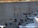 Filename=attachID_19699_postID_183207_IMG_0178.JPG
Filesize=105KiB
Dimensions=1000x750
Date added=Dec 02, 2016 attachID_19699_postID_183207_IMG_0178.JPG