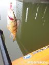 Filename=attachID_20008_postID_186084_WP_20160322_003.jpg
Filesize=56KiB
Dimensions=750x1000
Date added=Dec 02, 2016 attachID_20008_postID_186084_WP_20160322_003.jpg