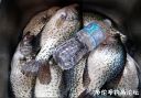 Filename=attachID_20046_postID_186474__00d.jpg
Filesize=117KiB
Dimensions=1000x699
Date added=Dec 02, 2016 attachID_20046_postID_186474__00d.jpg